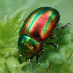 Oreina speciosa Oreina speciosa